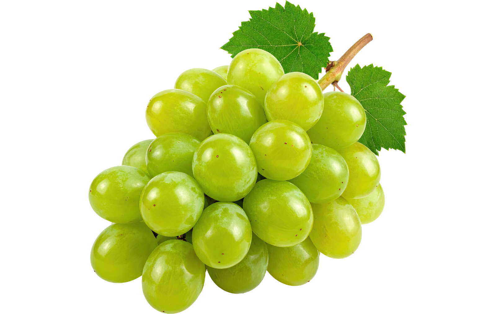 Indian Grapes